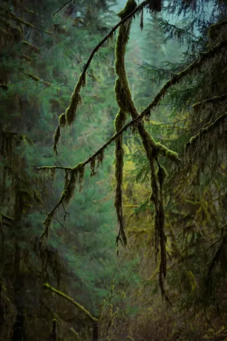 Framed Print : Olympic National Park, WA, USA