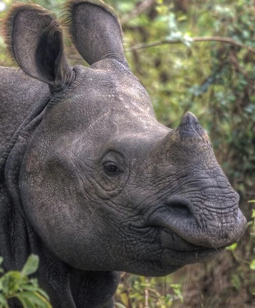 One-horned rhinoceros Chitwan National Park, Nepal