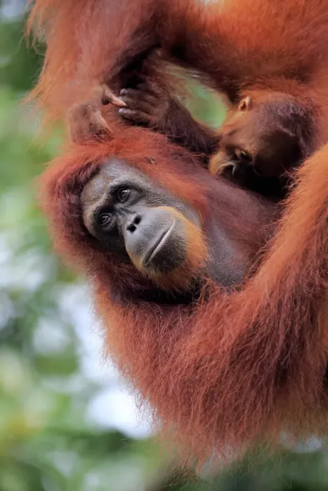 Framed Print : Orang Utan, (Pongo pygmaeus)