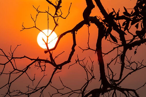 Orange Colored Sunrise with silhouetted tree branches through the smoke haze