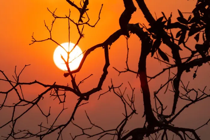 Framed Print : Orange Colored Sunrise with silhouetted tree branches through the smoke haze Framed Print : Orange Colored Sunrise with silhouetted tree branches through the smoke haze