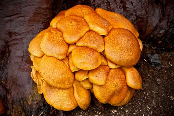 Orange Fungi on tree in Tasmania
