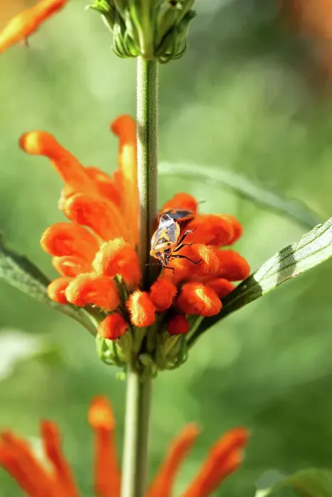 Framed Print : Orange Lion's tail flower with a Horehound Bug perched on it