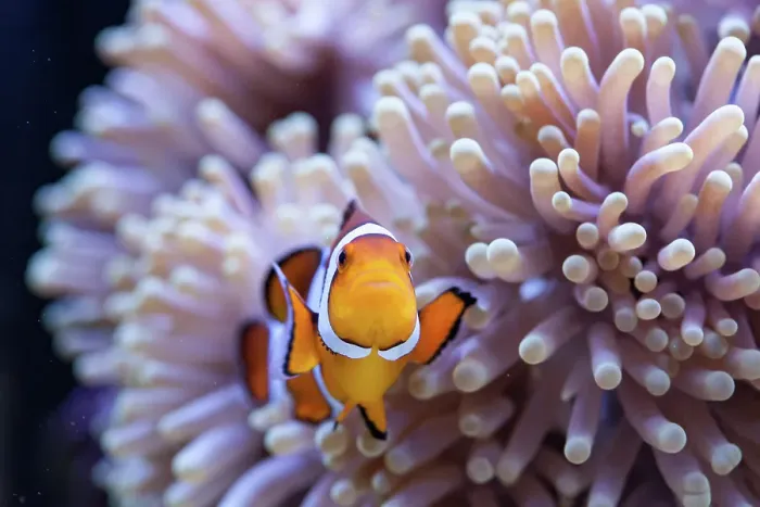 Framed Print : Orange and white clownfish hiding in the tentacles of a sea anemone