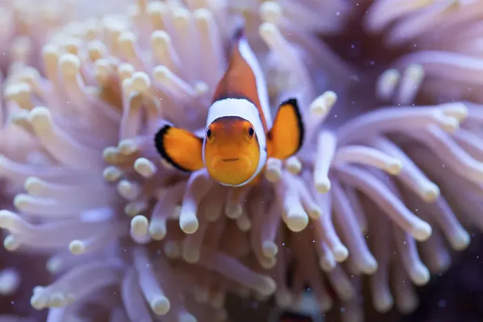 Framed Print : Orange and white clownfish hiding in the tentacles of a sea anemone Framed Print : Orange and white clownfish hiding in the tentacles of a sea anemone