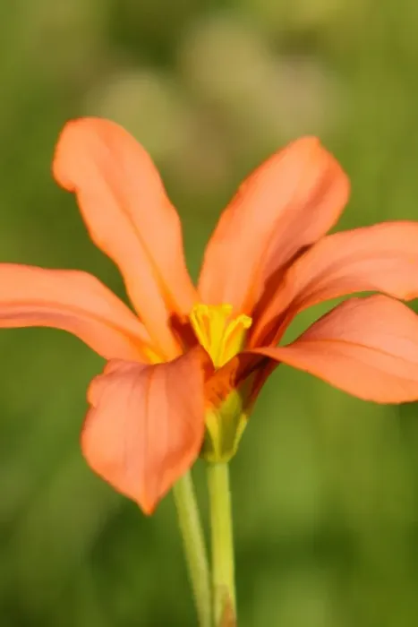 Framed Print : Orange wildflower in a field