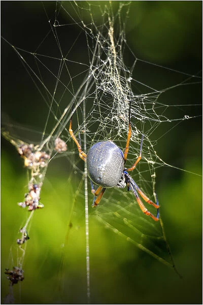 Orb spider, Lord Howe Island, majestic and scenically wonderful, is part of New South Wales, Australia