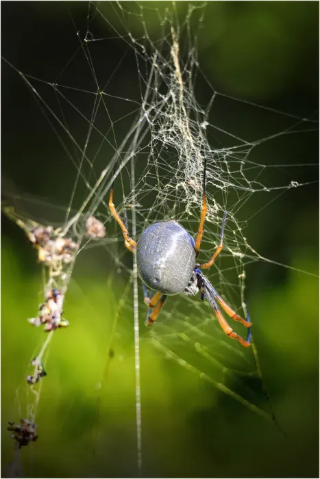 Framed Print : Orb spider, Lord Howe Island, majestic and scenically wonderful, is part of New South Wales, Australia