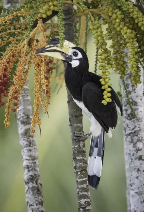 Framed Print : Oriental Pied Hornbill (Anthracoceros albirostris)
