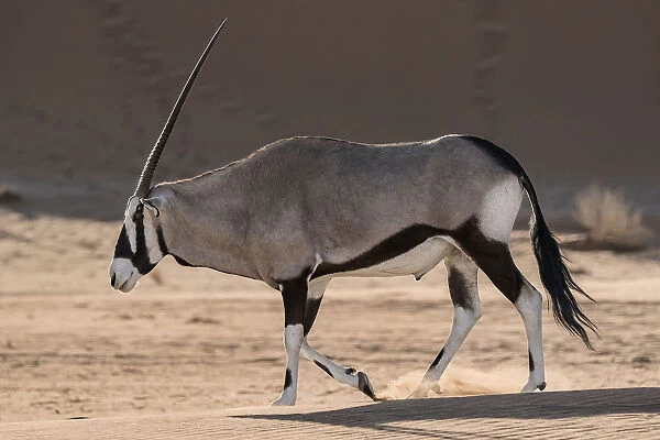 Oryx in the Dunes