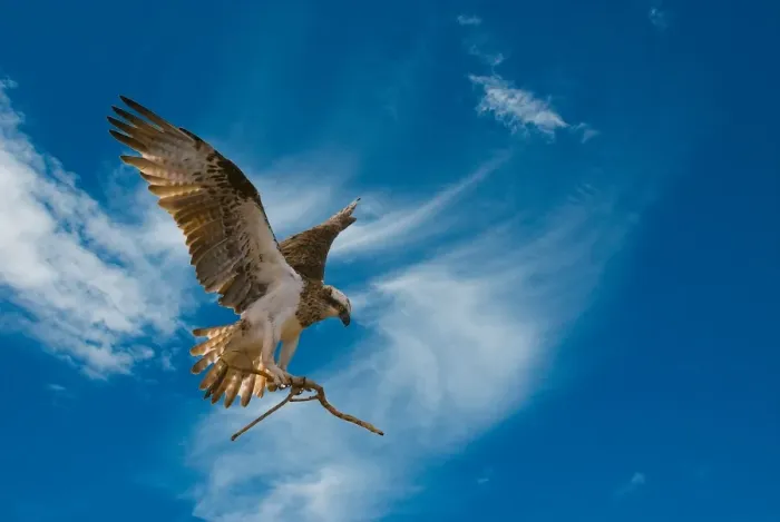 Framed Print : Ospray in flight with branch Framed Print : Ospray in flight with branch