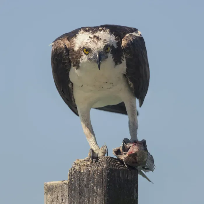 Framed Print : Osprey (Pandion haliaetus) eating fish prey on a wooden post