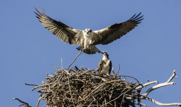 Framed Print : Osprey stick nest mating Framed Print : Osprey stick nest mating