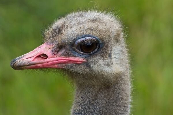 Ostrich. Close up head shot of an Ostrich