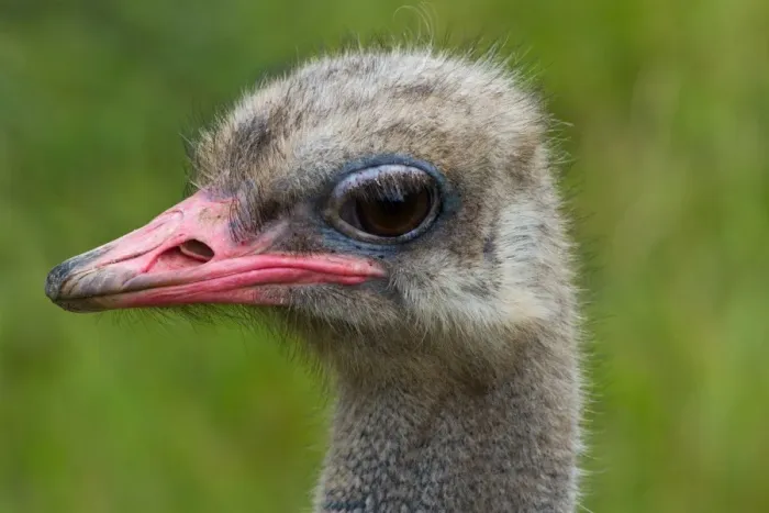 Framed Print : Ostrich. Close up head shot of an Ostrich Framed Print : Ostrich. Close up head shot of an Ostrich