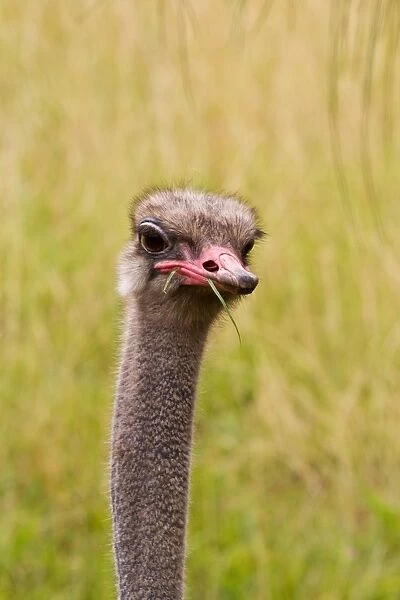 Ostrich. Head portrait of Ostrich eating grass