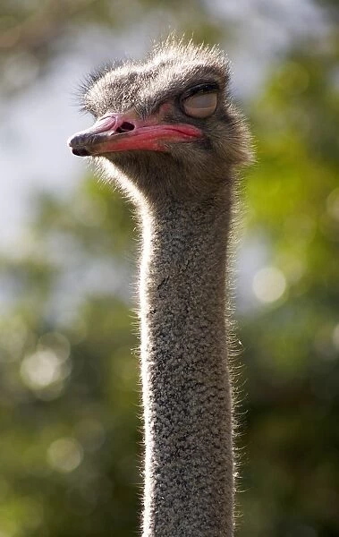 Ostrich giving you the stink eye