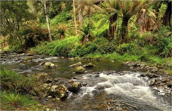 Otway rainforest, Victoria, Australia