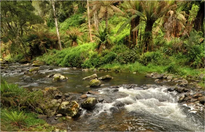 Framed Print : Otway rainforest, Victoria, Australia