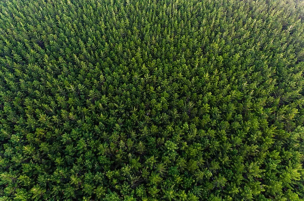 Overhead View Of Pine Forest, New Zealand