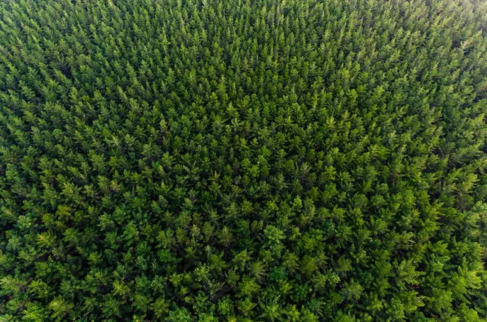 Framed Print : Overhead View Of Pine Forest, New Zealand