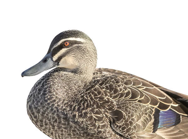 Duck. Pacific Black Duck with a white background