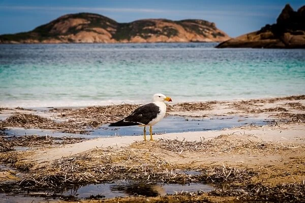 Pacific Gull at Lucky Bay