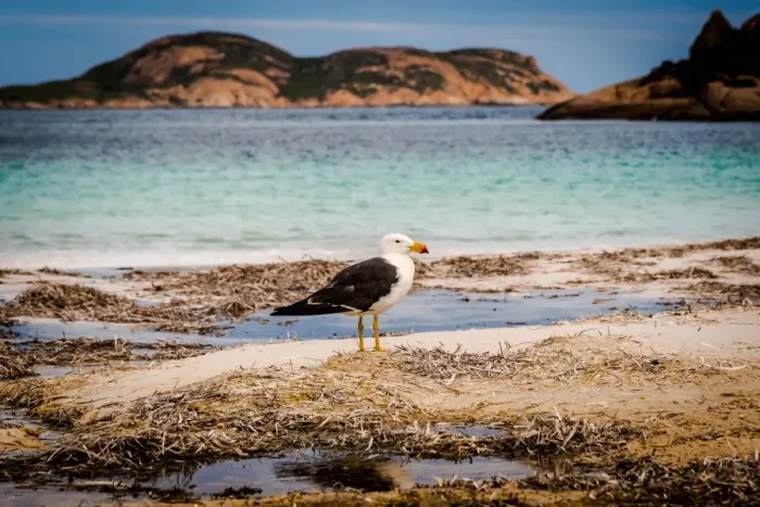 Framed Print : Pacific Gull at Lucky Bay Framed Print : Pacific Gull at Lucky Bay