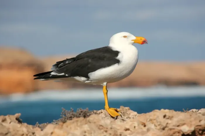 Framed Print : Pacific Gull standing on a rock. Australia