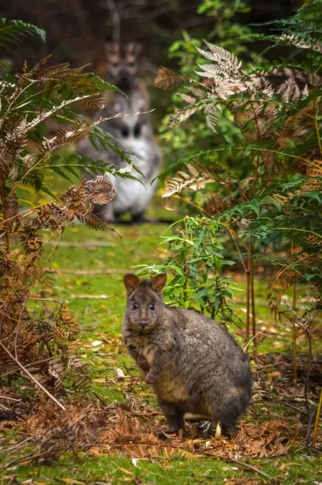 Framed Print : Pademelon at Maria Island, Tasmania Framed Print : Pademelon at Maria Island, Tasmania