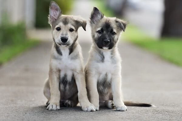 a pair. a portrait of a pair of german shepherd puppies