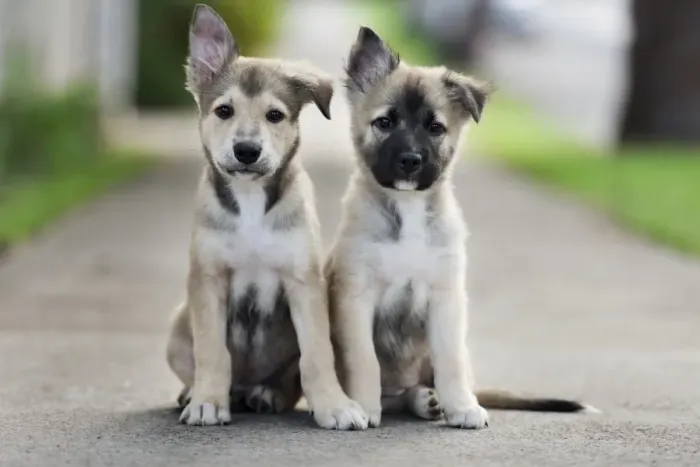 Framed Print : a pair. a portrait of a pair of german shepherd puppies Framed Print : a pair. a portrait of a pair of german shepherd puppies