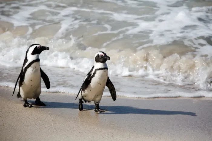 Framed Print : A Pair of African Penguins Walking on the Shore at Boulders Beach near Simons Town, South Africa