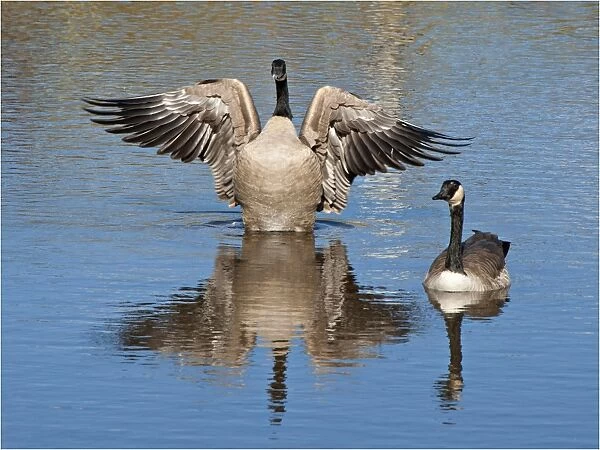 A pair of Canada geese reflected in a large pond