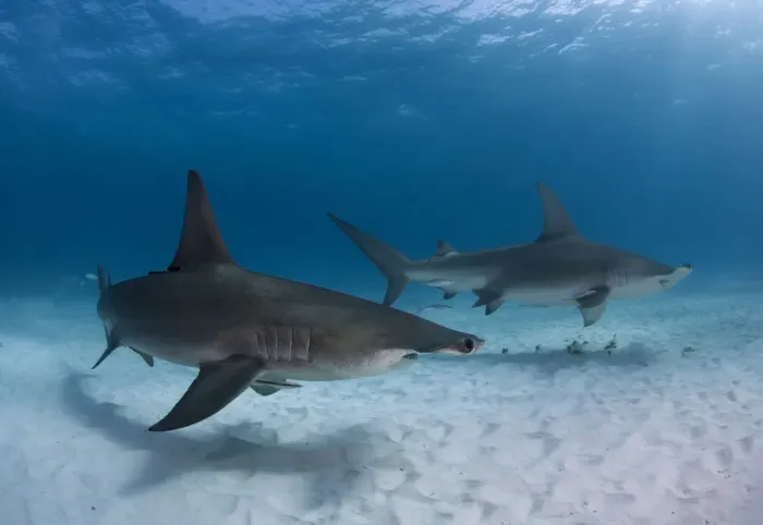 Framed Print : Pair of great hammerhead sharks Framed Print : Pair of great hammerhead sharks
