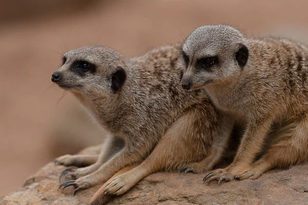 A Pair of Meerkats (Suricata suricatta)
