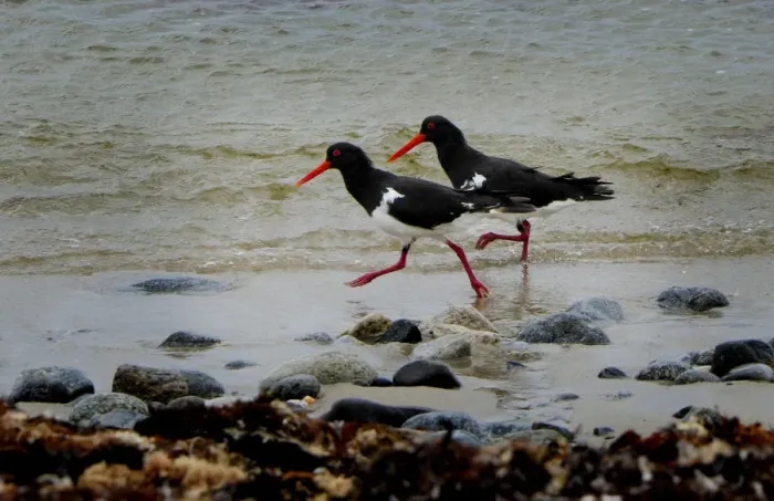Framed Print : A pair of Pied Oster-catchers, running along the shoreline, King Island, Bass Strait, Tasmania, Australia Framed Print : A pair of Pied Oster-catchers, running along the shoreline, King Island, Bass Strait, Tasmania, Australia