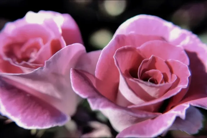 Framed Print : A Pair of Pink Roses Framed Print : A Pair of Pink Roses