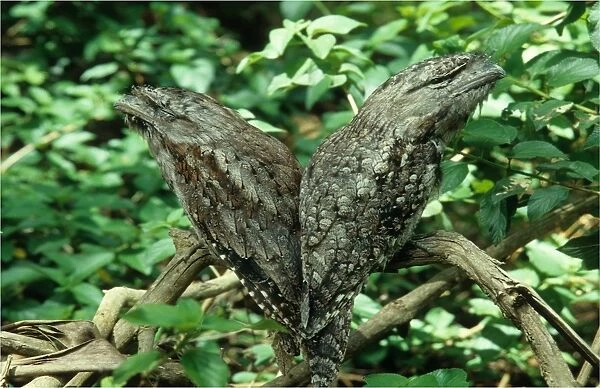 Pair of Tawny Frogmouths resting in a tree branch