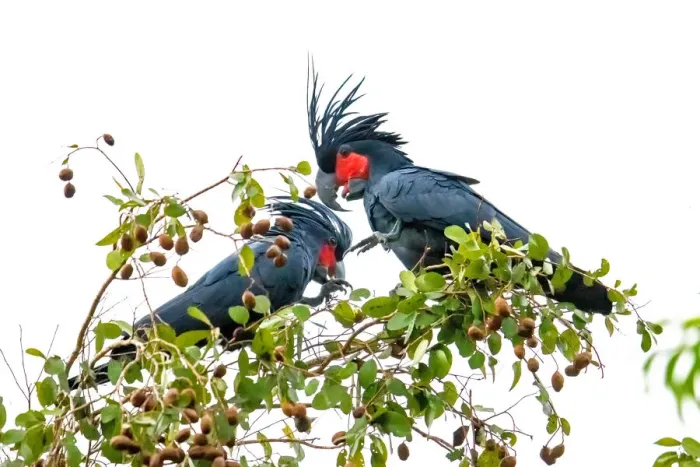 Framed Print : Palm Cockatoos