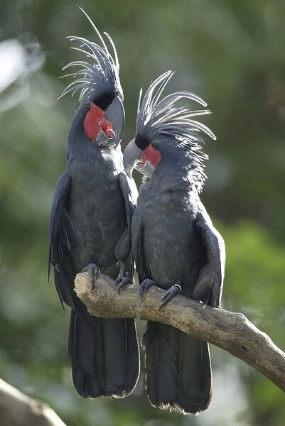 Palm Cockatoos, pair  /  (Probosciger atterimus)