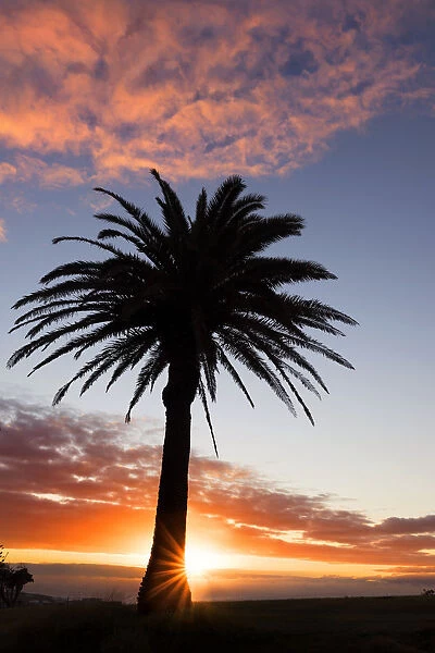 palm tree at sunrise