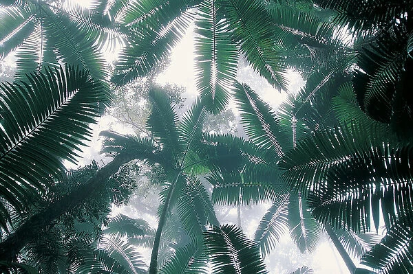 Palm Trees, Eungella National Park, Queensland, Australia