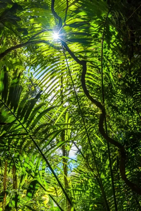 Framed Print : Paluma Range Forest