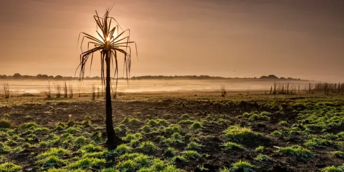 Framed Print : Pandanus on Misty Lagoon