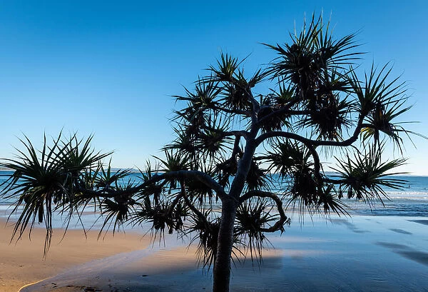 Pandanus Palm in Noosa National Park