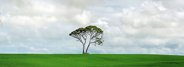 Panoramic view of lone tree on grassland ridge