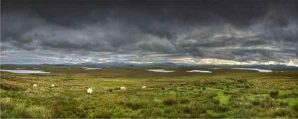 A panoramic view of the sheep farming countryside on the Isle of Lewis, Outer Hebrides, Scotland