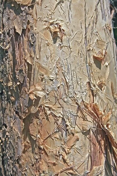 Paper Bark Textures