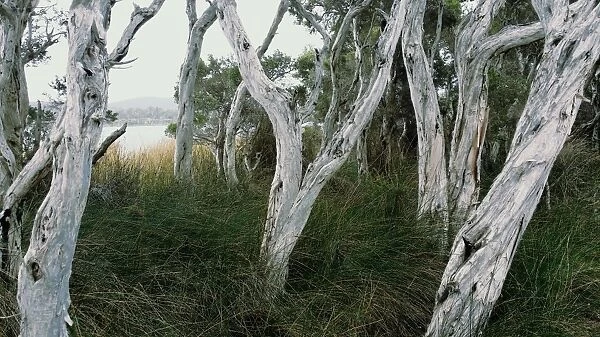 Paper Bark Trees